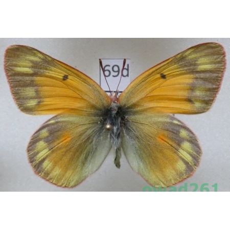 Colias hecla Lefebvre, 1836 female Canada69d